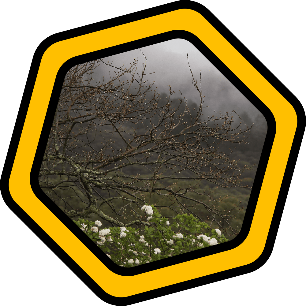 Photography: Mt. Lofty Botanic&nbsp;Gardens