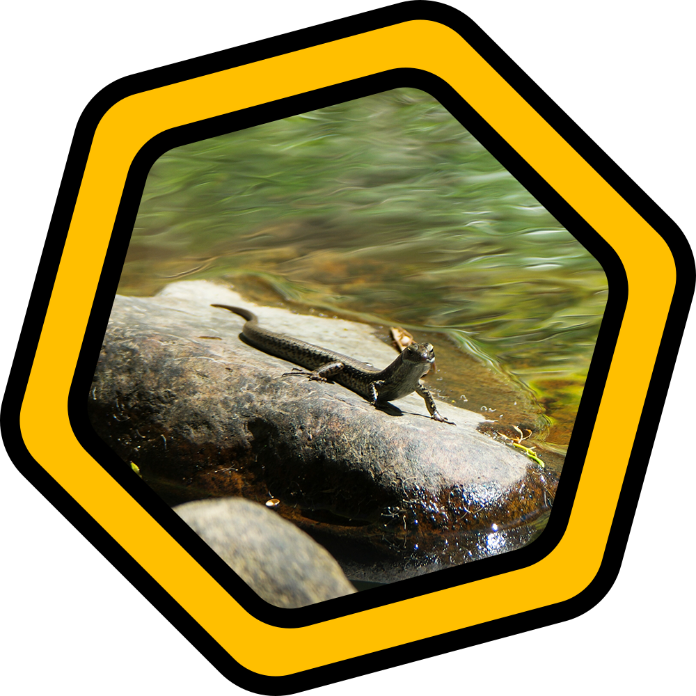 Photography: Onkaparinga Hike